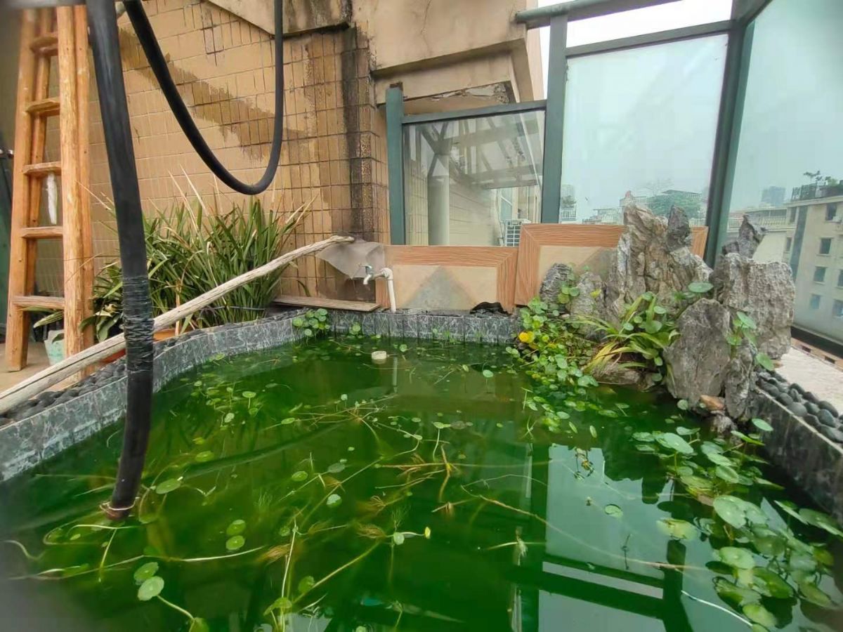 丽晶国际